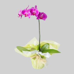 Orquídea phalaenopsis pink
