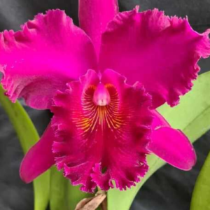 Orquídea Cattleya Chia Lin "New City" Adulta Premium