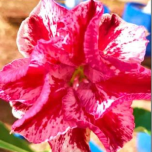 Rosa do Deserto Alaska (Enxertada)